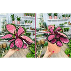 Tanaman Hias Calathea Crimson Roseopicta X Kalatea Kalathea Calatea Black Lipstik Lipstick