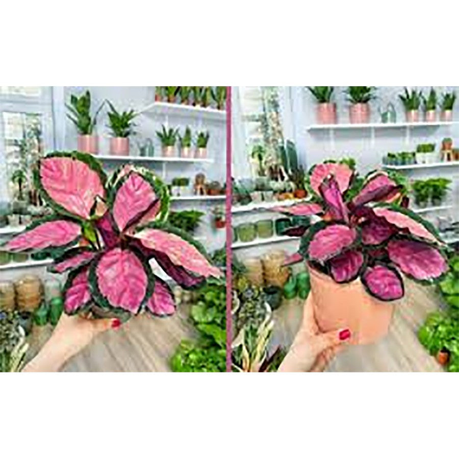 Tanaman Hias Calathea Crimson Roseopicta X Kalatea Kalathea Calatea Black Lipstik Lipstick