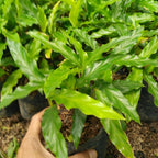 tanaman hias calathea rufibarba/Bibit Calathea Rufibarba Kalatea 1020