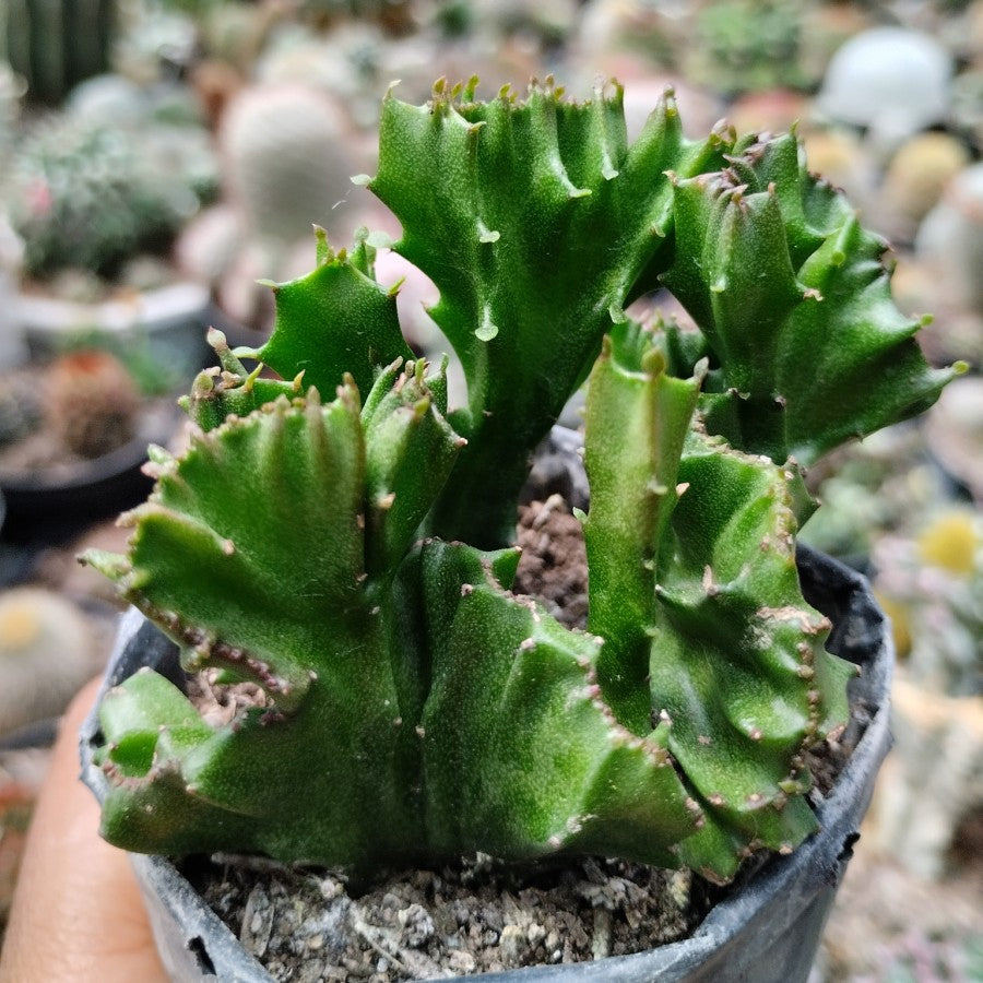 Euphorbia Lactea Hijau Kaktus Sukulen Cristata 1020
