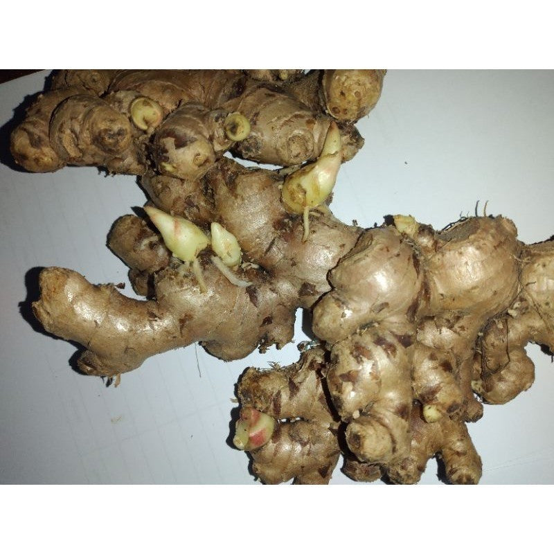 Bibit Bonggol Jahe Benih Pohon Obat Herbal - Rimpang Jahe Cabutan Unggul dan Super - cabutan /batang 20-30