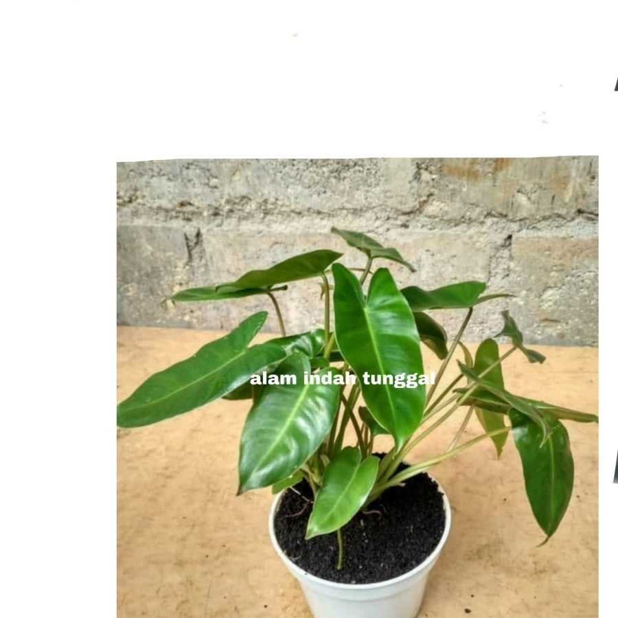 Philodendron Philo Brekele Burle Marx Tanaman Hias 1 Pot