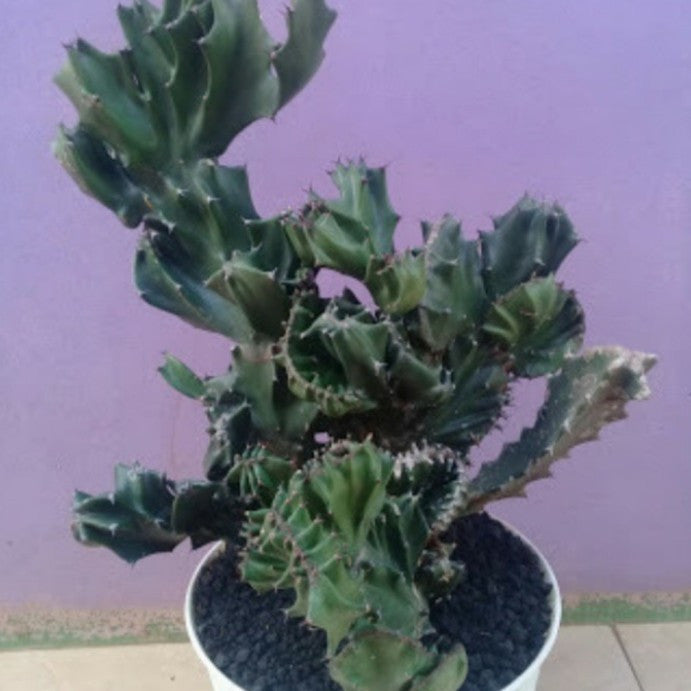 Euphorbia Lactea Hijau Kaktus Sukulen Cristata 2030