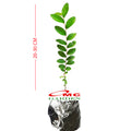 Tanaman Bibit Ulmus Micro Bahan Bonsain Ulmus Mikro Elm Cina 2030