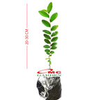 Tanaman Bibit Ulmus Micro Bahan Bonsain Ulmus Mikro Elm Cina 2030