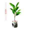 Tanaman Beringin Lokal Local Bibit Bahan Kimeng Mikro Ori Ficus Kimeng Mikro Daun Kecil 1020