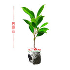 Tanaman Beringin Lokal Local Bibit Bahan Kimeng Mikro Ori Ficus Kimeng Mikro Daun Kecil 1020