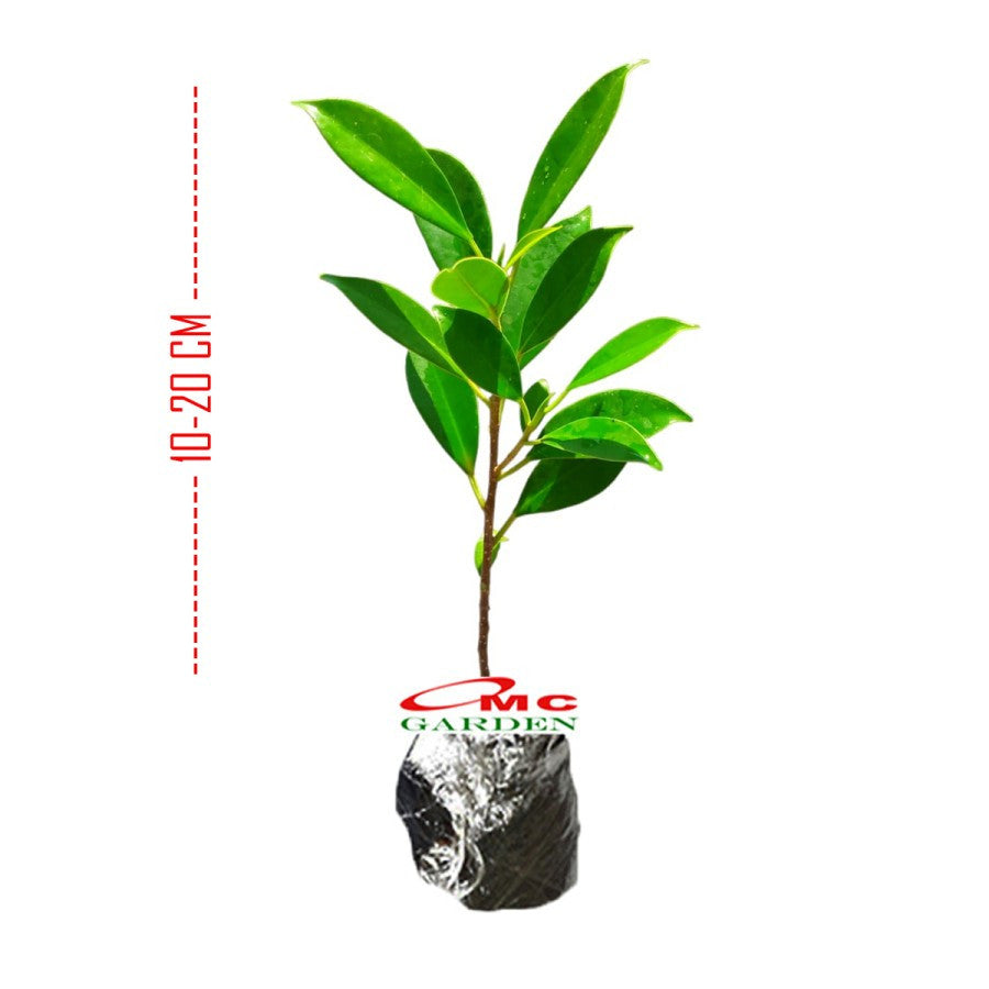 Tanaman Beringin Lokal Local Bibit Bahan Kimeng Mikro Ori Ficus Kimeng Mikro Daun Kecil 1020