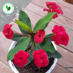 Tanaman Hias Kaktus Mahkota Duri Euphorbia - Pohon Euphorbia 0510