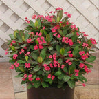 Tanaman Hias Kaktus Mahkota Duri Euphorbia - Pohon Euphorbia 0510