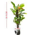 Tanaman Hias Kaktus Mahkota Duri Euphorbia - Pohon Euphorbia 1015