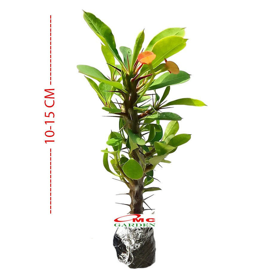 Tanaman Hias Kaktus Mahkota Duri Euphorbia - Pohon Euphorbia 1015