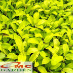 Tanaman hias sirih gading centong kuning - sirih gading lemon 1 Pot