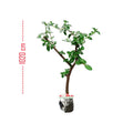 Bibit Bahan Bonsai Bonsae Sancang Premna Microphylla 1020