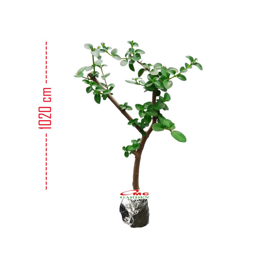 Bibit Bahan Bonsai Bonsae Sancang Premna Microphylla 1020