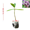 anaman Bibit Biduri Bunga Biduri Bibit Widuri Calotropis 1020
