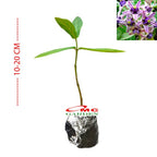 anaman Bibit Biduri Bunga Biduri Bibit Widuri Calotropis 1020