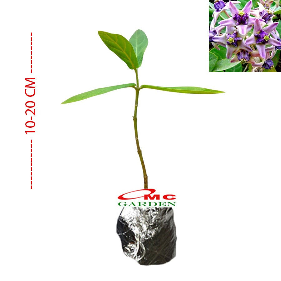 anaman Bibit Biduri Bunga Biduri Bibit Widuri Calotropis 1020