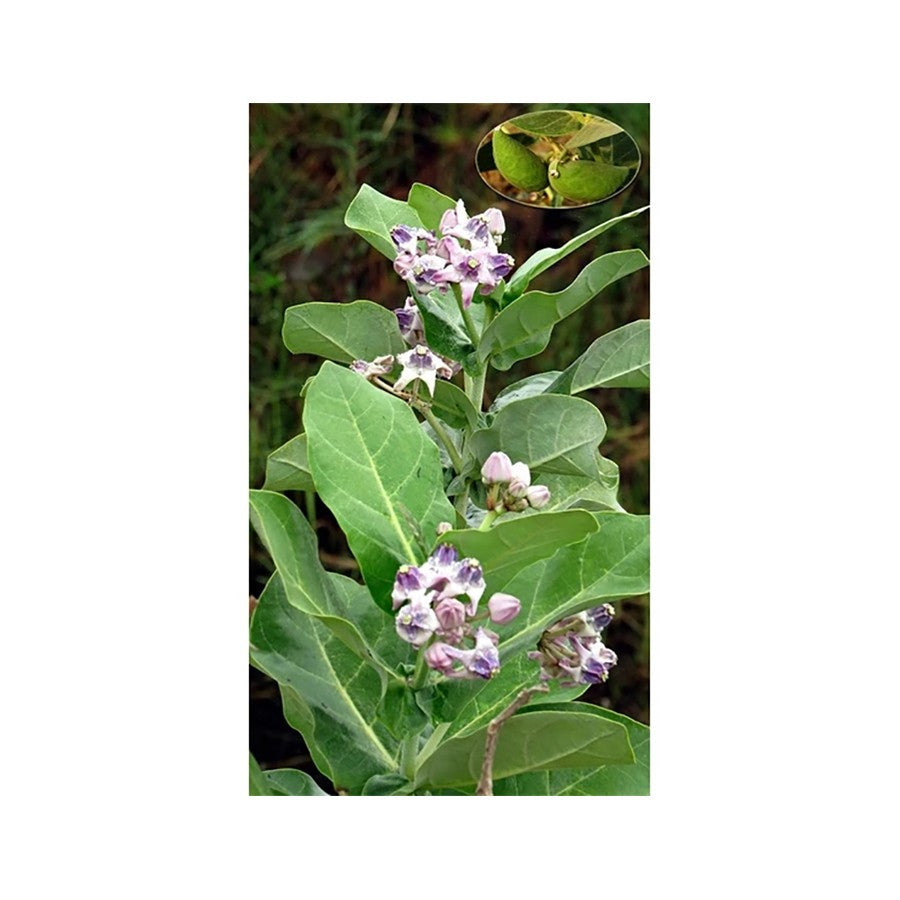 anaman Bibit Biduri Bunga Biduri Bibit Widuri Calotropis 1020