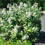 anaman Bibit Biduri Bunga Biduri Bibit Widuri Calotropis 1020