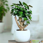 Bonsai Bonsae Mangkok Mangkokan Tanaman Obat Herbal Hias