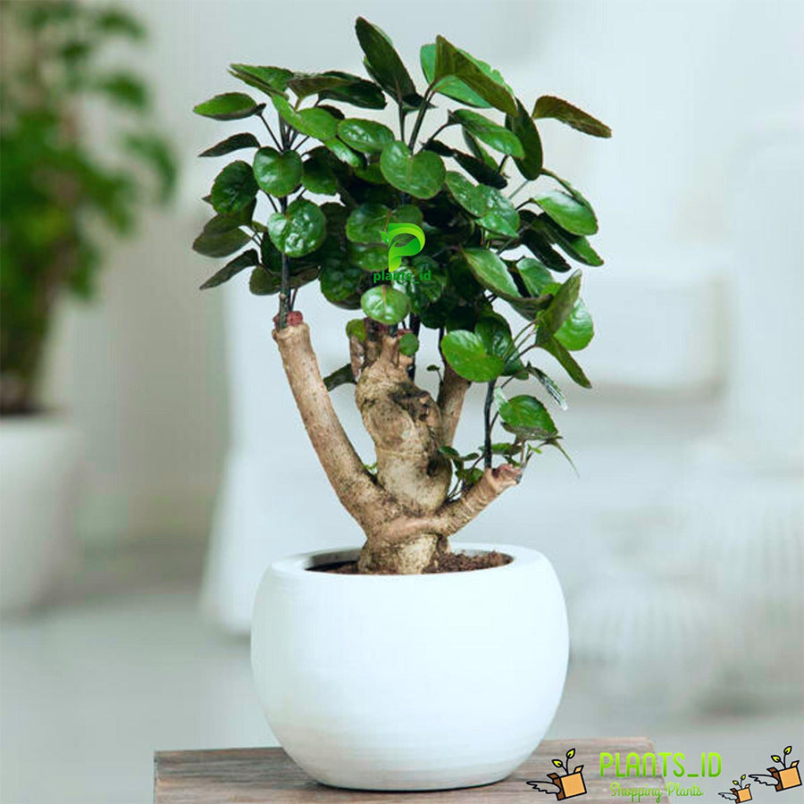 Bonsai Bonsae Mangkok Mangkokan Tanaman Obat Herbal Hias