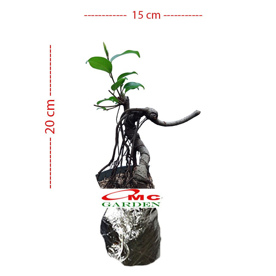Bonsai Beringin Lokal Local Iprik Kimeng Ficus Microcarpa B-BR-005