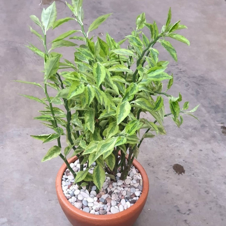 Tanaman Bonsae Bonsai Zig Zag Zigzag Plant Patah Tulang Euphorbia B-ZZ-J1-001