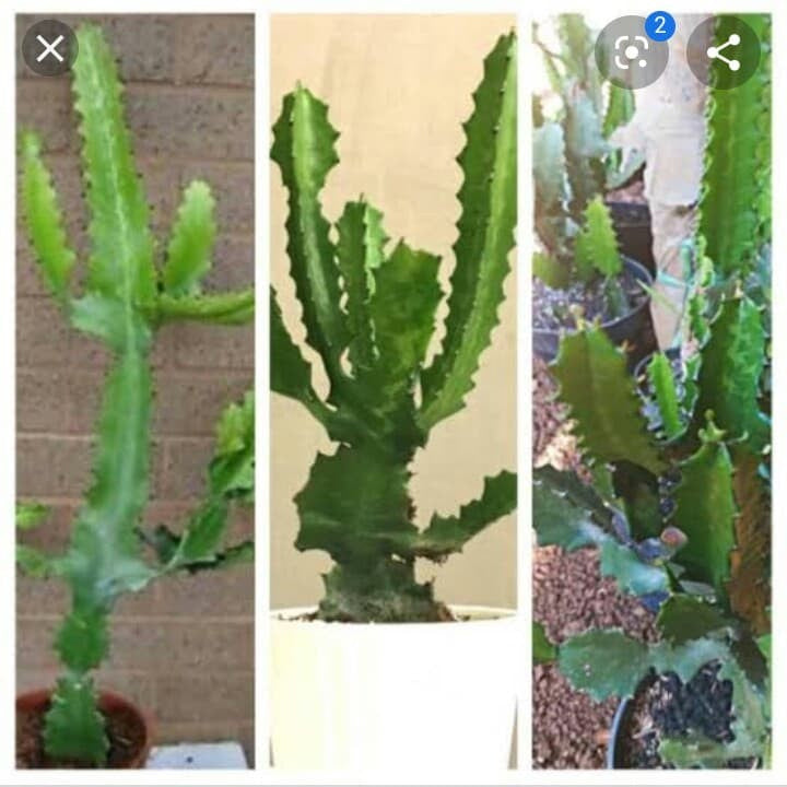 Euphorbia Lactea Hijau Kaktus Sukulen Cristata 1020