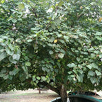 Tanaman Hias Bibit Bahan Bonsai Waru Merah Pohon Waru Merah Super Red 2030
