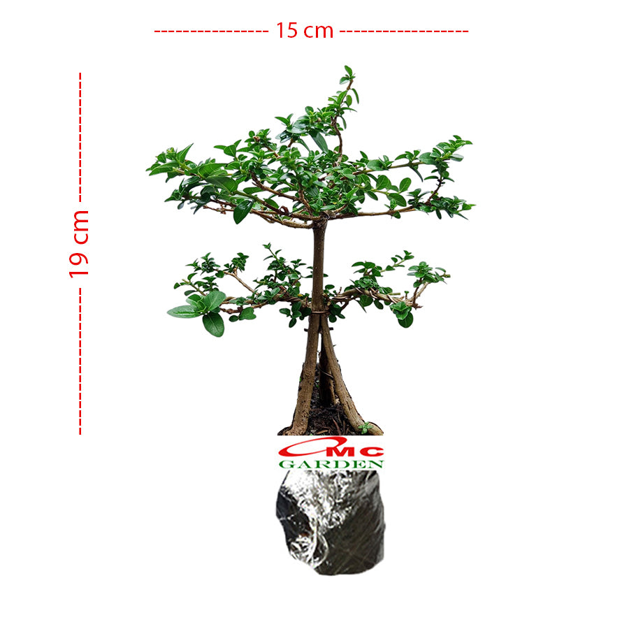 Bonsai Bonsai Sancang Premna Microphylla 004