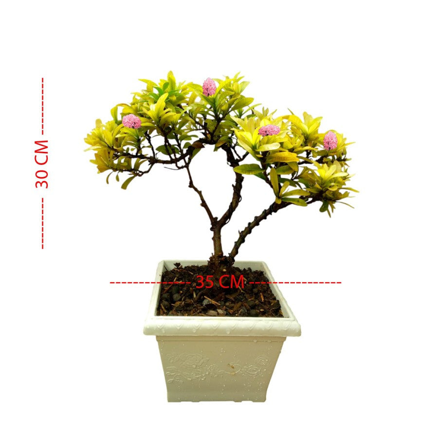 Tanaman Hias Bonsai Mame Soka Mini Asoka Jepang Ixora Pink B-SMP-009