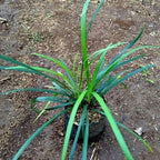 Tanaman Hias Jaburan - Rumput Jaburan Alang - Alang Hijau Kucai ( ophiopogon jaburan vittatus ) 1020