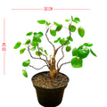 Bonsai Bonsae Mangkok Mangkokan Tanaman Obat Herbal Hias