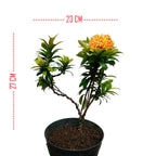 Tanaman Hias Bonsai Mame Soka Mini Asoka Jepang Ixora Orange B-SMO