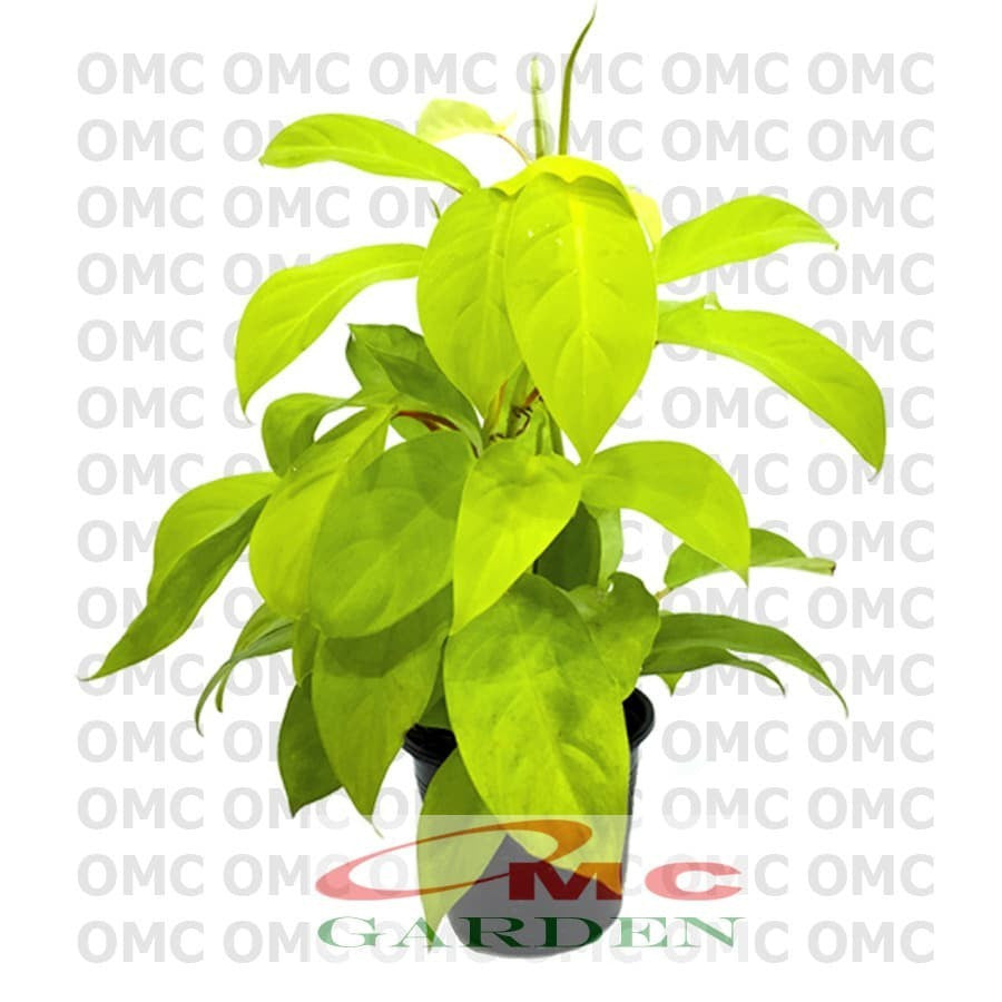 Tanaman hias sirih gading centong kuning - sirih gading lemon 1 Pot