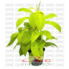 Tanaman hias sirih gading centong kuning - sirih gading lemon 1 Pot