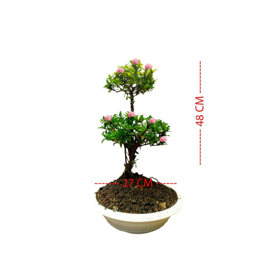 Tanaman Hias Bonsai Mame Soka Mini Asoka Jepang Ixora Pink B-SMP-009
