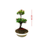 Tanaman Hias Bonsai Mame Soka Mini Asoka Jepang Ixora Pink B-SMP-009