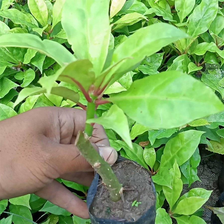 Bibit Pohon Jarum Tujuh Bilah Tanaman Daun Jarum 7 Bilah Obat Herbal 1020