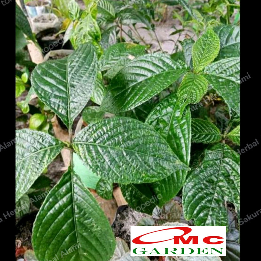 Bibit Tanaman Keci Beling Bibit Keji Beling Tanaman Pecah Beling