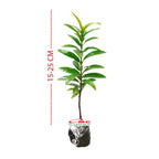 Tanaman Hias Soka Mini Asoka Jepang Ixora Orange Jambon SM0-1525