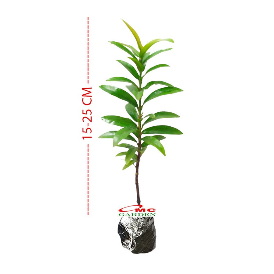 Tanaman Hias Soka Mini Asoka Jepang Ixora Orange Jambon SM0-1525