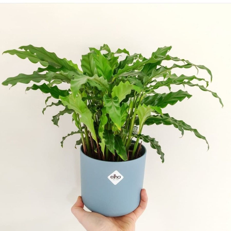 tanaman hias calathea rufibarba/Bibit Calathea Rufibarba Kalatea 1020