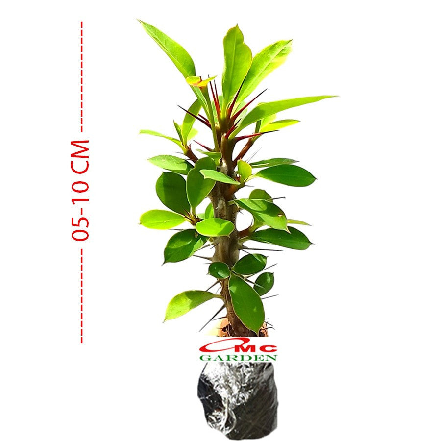 Tanaman Hias Kaktus Mahkota Duri Euphorbia - Pohon Euphorbia 0510