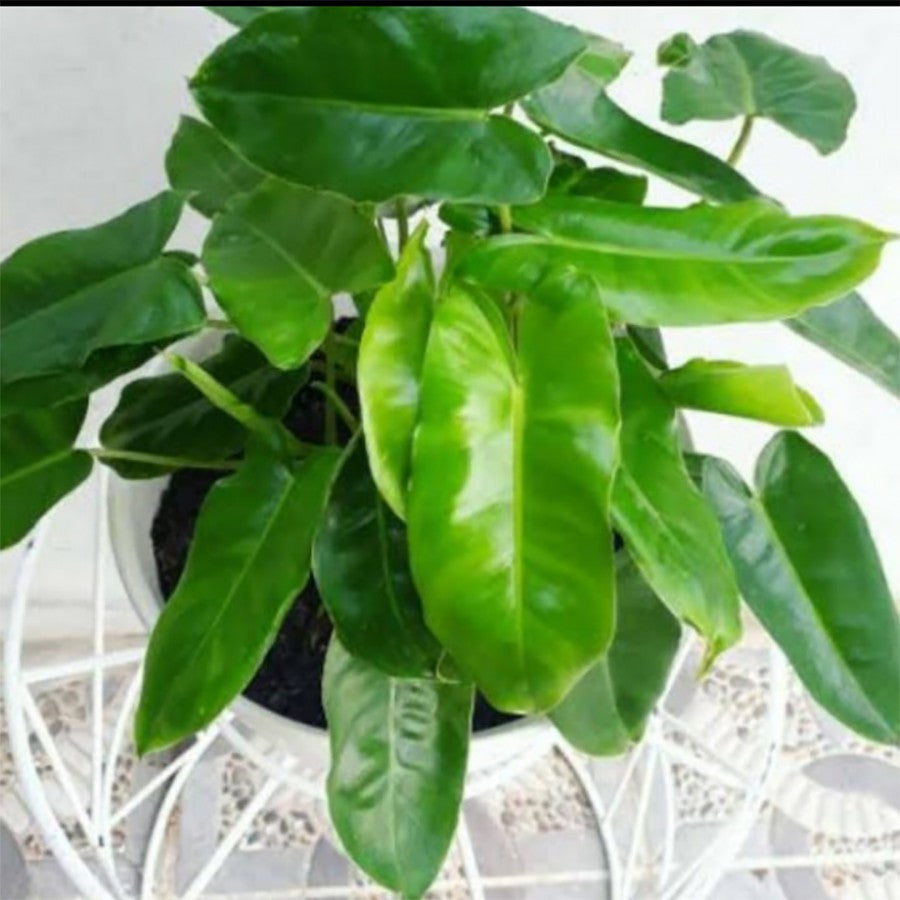 Philodendron Philo Brekele Burle Marx Tanaman Hias 1 Pot