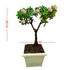 Tanaman Hias Bonsai Mame Soka Mini Asoka Jepang Ixora Pink B-SMP-009