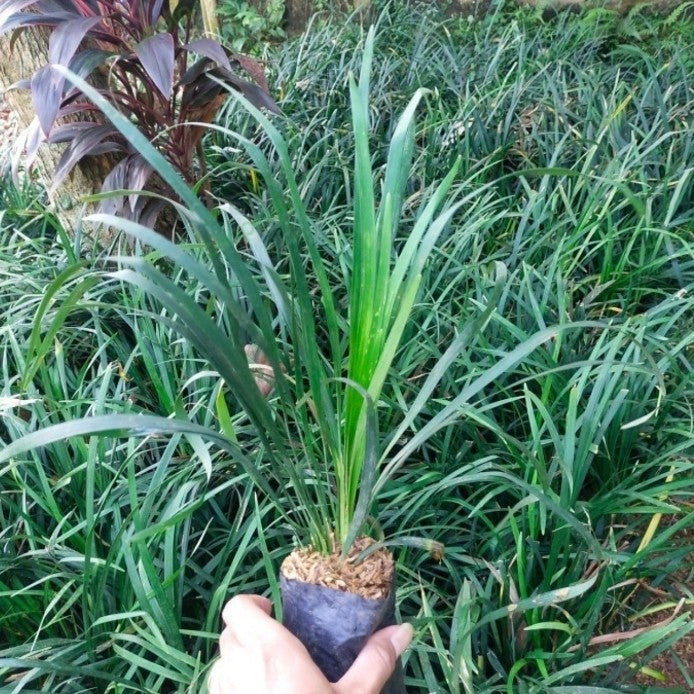 Tanaman Hias Jaburan - Rumput Jaburan Alang - Alang Hijau Kucai ( ophiopogon jaburan vittatus ) 1020