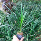 Tanaman Hias Jaburan - Rumput Jaburan Alang - Alang Hijau Kucai ( ophiopogon jaburan vittatus ) 1020
