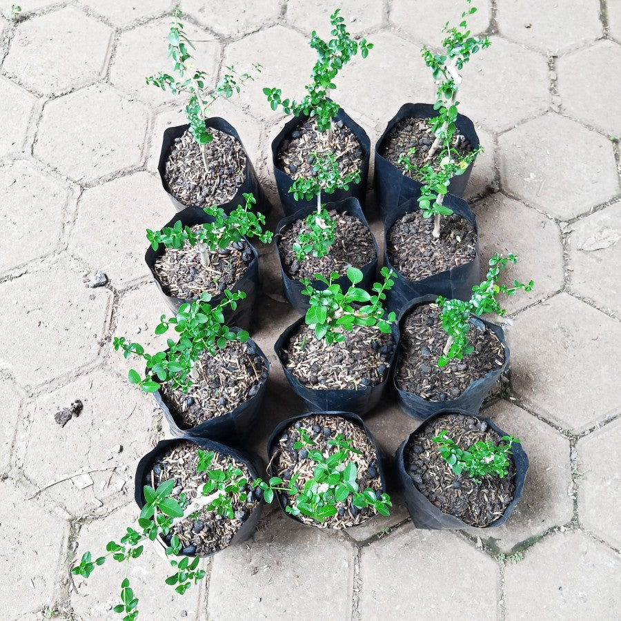 Bibit Bahan Bonsai Bonsae Sancang Premna Microphylla 1020